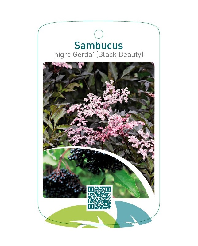 Sambucus nigra 'Gerda' (Black Beauty)
