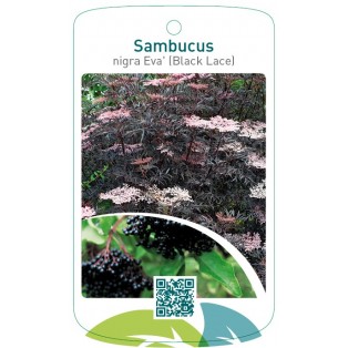 Sambucus nigra 'Eva' (Black Lace)
