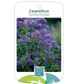 Ceanothus 'Cynthia Posthan'