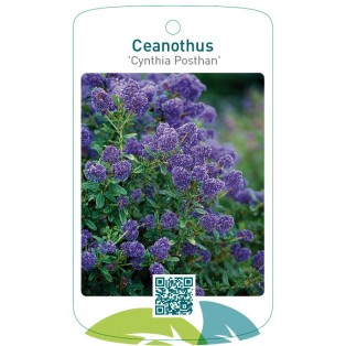 Ceanothus 'Cynthia Posthan'