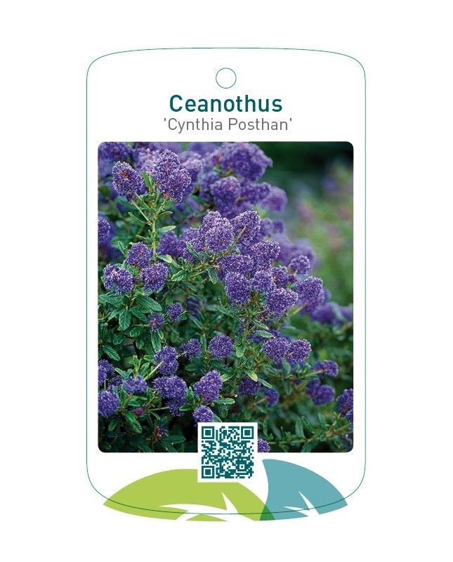 Ceanothus 'Cynthia Posthan'