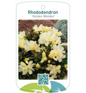 Rhododendron 'Golden Wonder'
