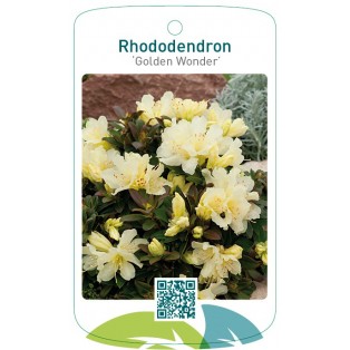 Rhododendron 'Golden Wonder'