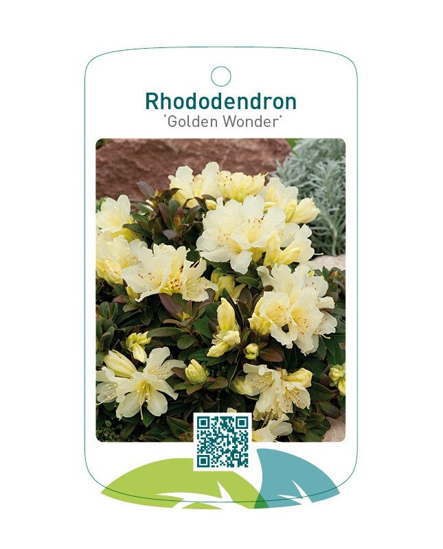 Rhododendron 'Golden Wonder'