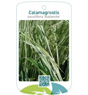 Calamagrostis xacutiflora 'Avalanche'