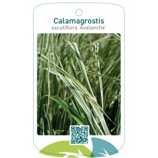 Calamagrostis xacutiflora 'Avalanche'