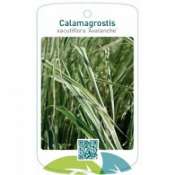 Calamagrostis xacutiflora 'Avalanche'