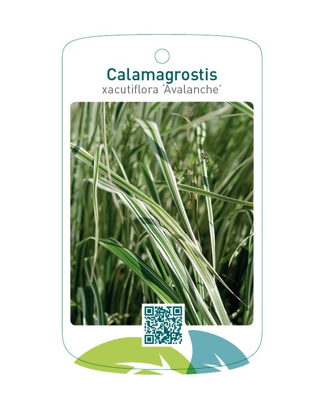 Calamagrostis xacutiflora 'Avalanche'