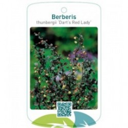 Berberis thunbergii 'Dart's Red Lady'
