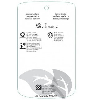 Etichette di Berberis thunbergii 'Dart's Red Lady' *