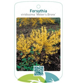 Forsythia viridissima 'Weber's Bronx'