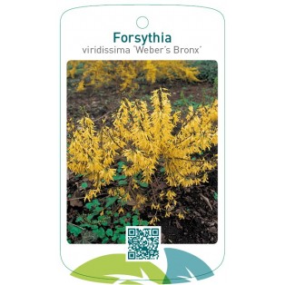 Forsythia viridissima 'Weber's Bronx'