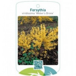 Forsythia viridissima 'Weber's Bronx'