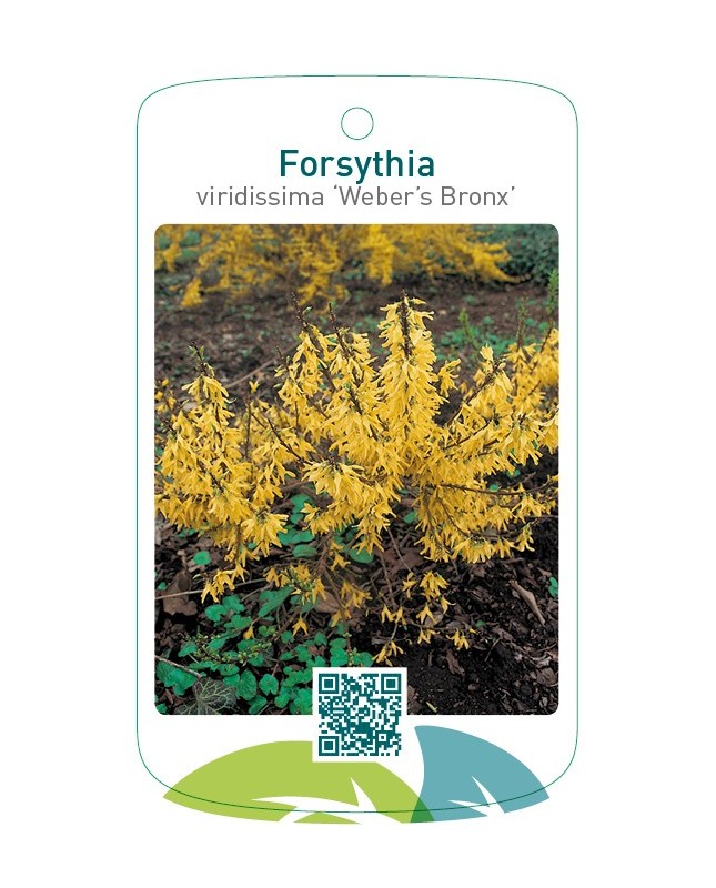 Forsythia viridissima 'Weber's Bronx'