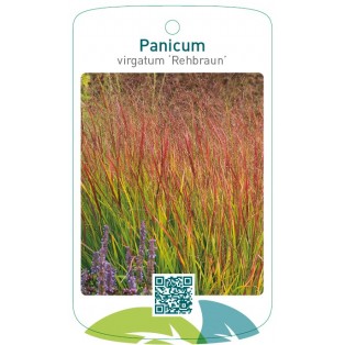Panicum virgatum 'Rehbraun'