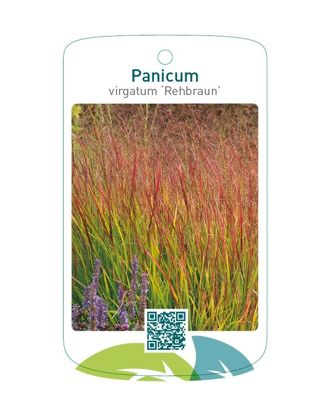 Panicum virgatum 'Rehbraun'