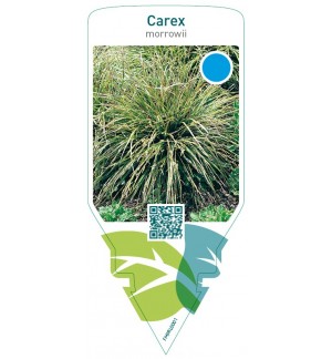 Carex morrowii