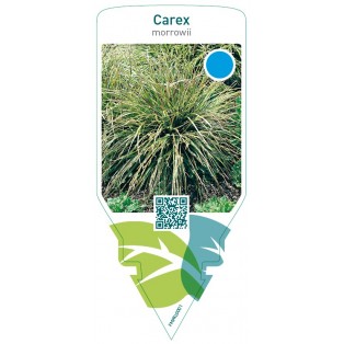 Carex morrowii
