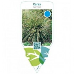 Carex morrowii