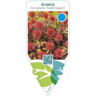 Acaena microphylla ‘Kupferteppich’