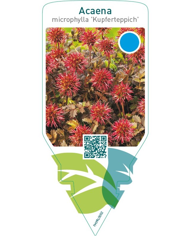 Acaena microphylla ‘Kupferteppich’