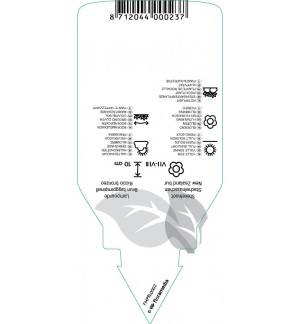 Etichette di Acaena microphylla ‘Kupferteppich’ *