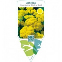 Achillea filipendulina ‘Cloth of Gold’