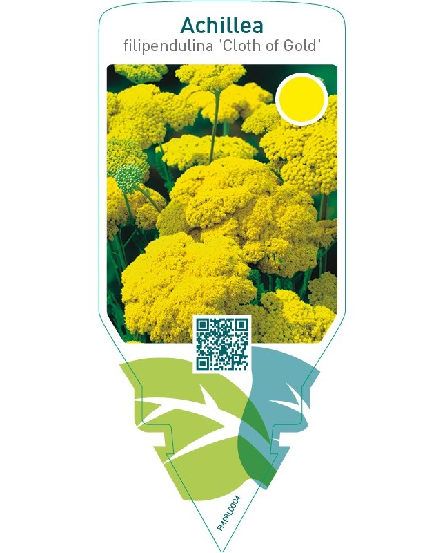 Achillea filipendulina ‘Cloth of Gold’