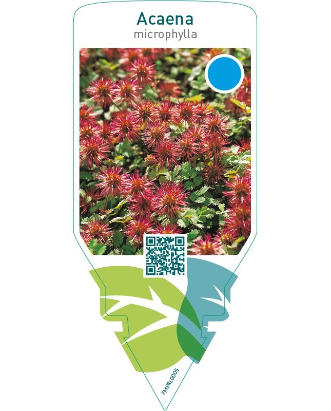 Acaena microphylla