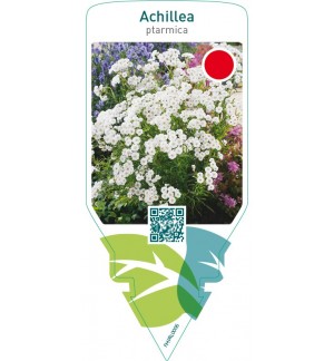 Achillea ptarmica  white