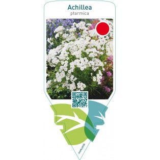 Achillea ptarmica  white