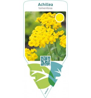 Achillea tomentosa  yellow