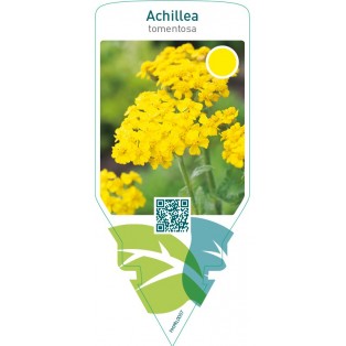 Achillea tomentosa  yellow