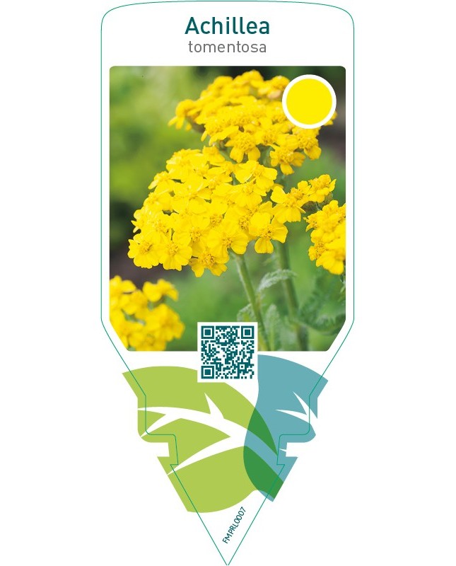 Achillea tomentosa  yellow