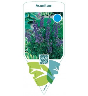 Aconitum  blue