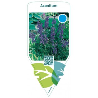 Aconitum  blue