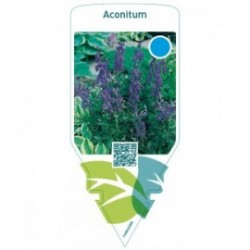 Aconitum  blue