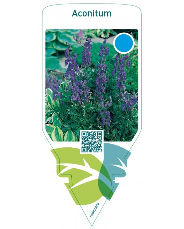 Aconitum  blue