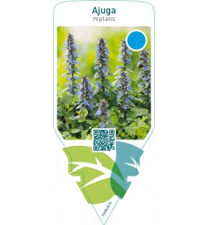 Ajuga reptans
