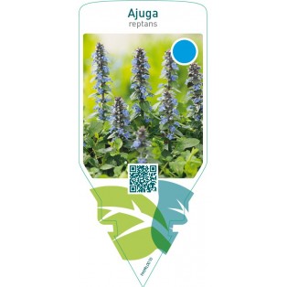 Ajuga reptans