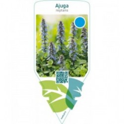 Ajuga reptans