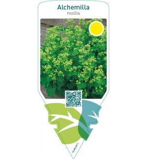 Alchemilla mollis