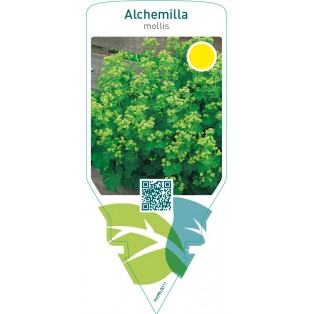 Alchemilla mollis