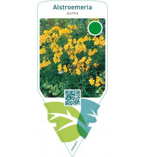 Alstroemeria aurea