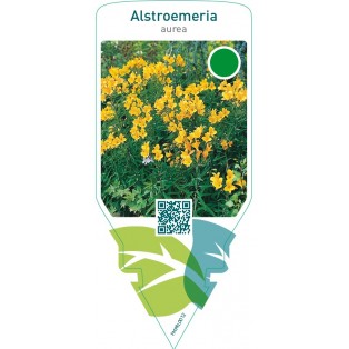 Alstroemeria aurea