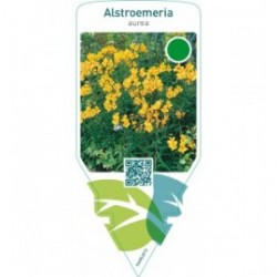 Alstroemeria aurea