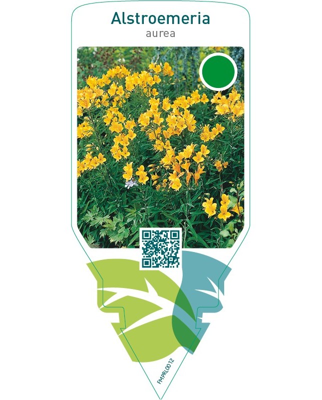Alstroemeria aurea