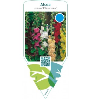 Alcea rosea ‘Pleniflora’  mix