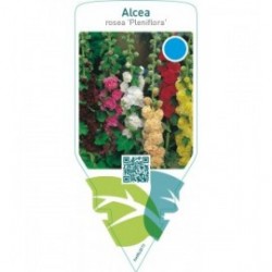 Alcea rosea ‘Pleniflora’  mix