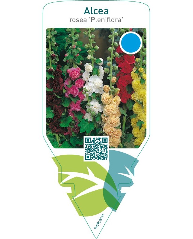 Alcea rosea ‘Pleniflora’  mix
